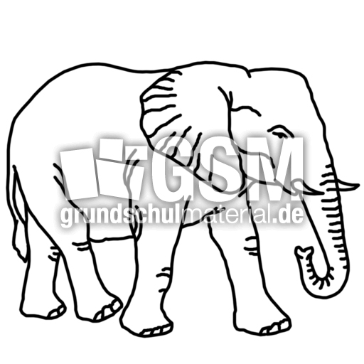 elefant.jpg